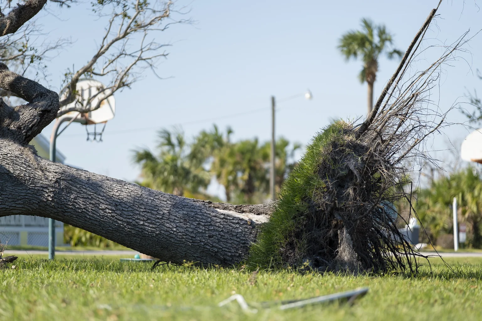 Best Practices for Post-Hurricane Cleanup - Professional restoration services image