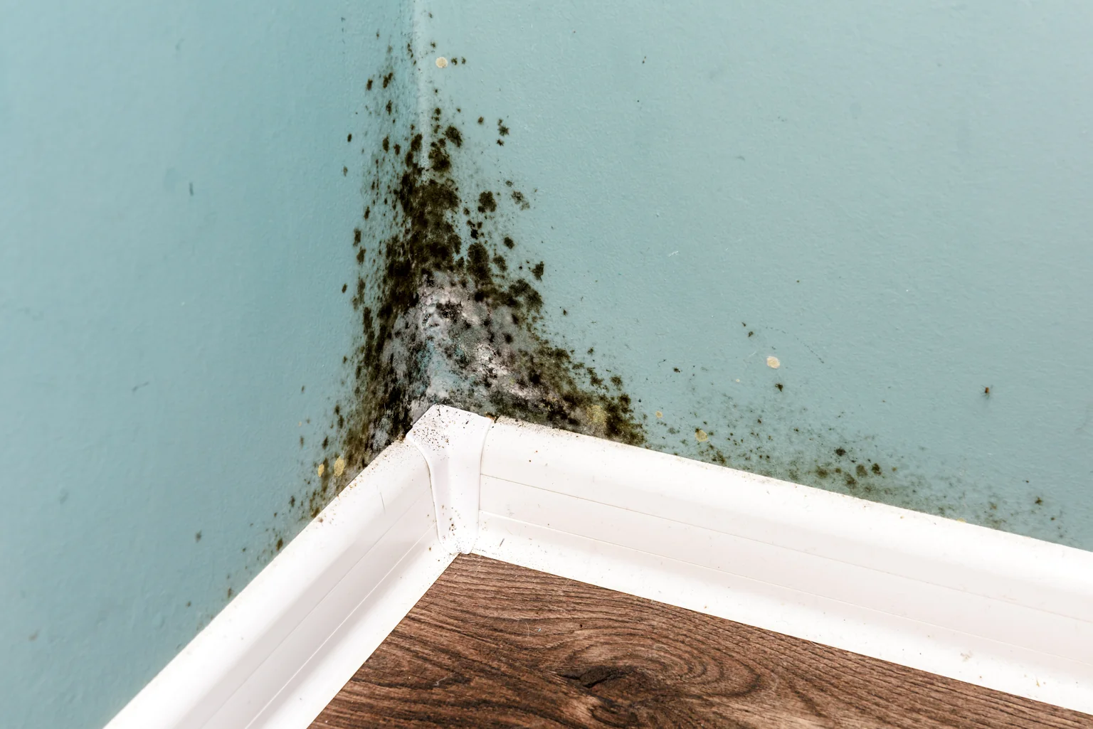 Can Mold Return After Remediation? - Professional restoration services image