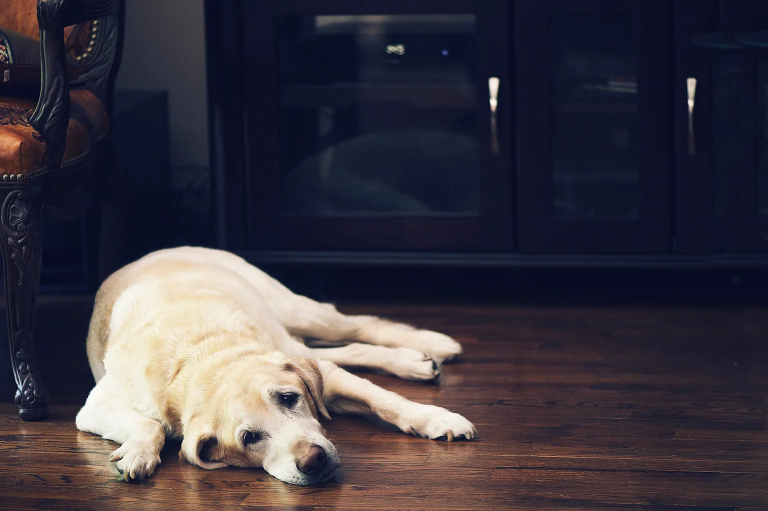 Can Pets Be Affected by Mold in Your Home? - Professional restoration services image